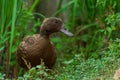closeup, brown duck face on green background of green leaves Royalty Free Stock Photo
