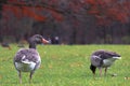 Closeup of brown ducks walking in a park with trees on a blurry background during autumn Royalty Free Stock Photo