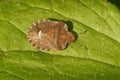 Closeup on a brown European bedstraw shield bug, Dyroderes umbraculatus on a green leaf