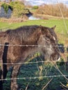 Closeup of brown Fell pony in a farm on a sunny day