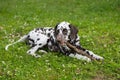 A closeup of a Brown dalmatian puppy biting stick on green grass. A dog on grass playing with and chewing a stick.Dog Royalty Free Stock Photo