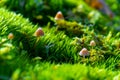 Closeup of brown forest mushrooms in the moss, background picture