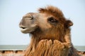 Closeup of a brown furred Bactrian camel& x27;s head Royalty Free Stock Photo