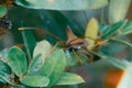 Closeup of brown Giant leaf-footed triatomine kissing bug on green plant leaves