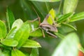 Closeup of brown Giant leaf-footed triatomine kissing bug on green plant leaves Royalty Free Stock Photo