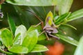 Closeup of brown Giant leaf-footed triatomine kissing bug on green plant leaves