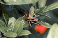 Closeup of brown Giant leaf-footed triatomine kissing bug on green plant leaves Royalty Free Stock Photo