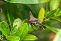 Closeup of brown Giant leaf-footed triatomine kissing bug on green plant leaves Royalty Free Stock Photo