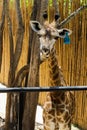 Closeup Brown Giraffe in the zoo