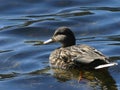 Closeup of a Brown and Gold Feathered Duck Paddling on a Shallow Lake Royalty Free Stock Photo