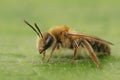 Closeup on a brown hairy female Mellow minder solitary bee, Andrena mitis sitting on a green leaf