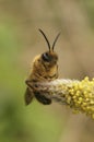 Closeup on a brown hairy male grey-gastered mining bee, Andrena tibialis on yellow pollen of willow catkin