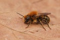 Closeup on a brown hairy male Jersey mason bee, Osmia niveata, sitting on a dried leaf