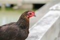 Closeup, brown hen in farm Royalty Free Stock Photo