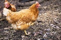 Closeup brown hen in a free range farm. This hens lay first qua Royalty Free Stock Photo