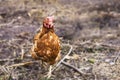 Closeup brown hen in a free range farm. This hens lay first qua