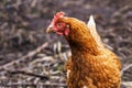 Closeup brown hen in a free range farm. This hens lay first qua Royalty Free Stock Photo