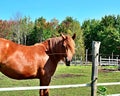 A brown horse having a combed Royalty Free Stock Photo