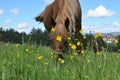 Closeup of Brown Horse Grazing in a Field Royalty Free Stock Photo