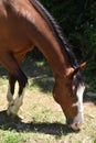 Closeup of a brown American  Quarter horse grazing in summer. Royalty Free Stock Photo