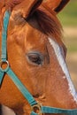 Closeup of a brown horse with a harness. Face and eye details of a racehorse. A chestnut or bay horse or domesticated Royalty Free Stock Photo