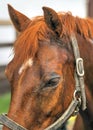 Closeup of a brown horse head with sad eye Royalty Free Stock Photo