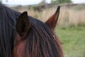 Closeup of brown horse`s forelock and ears