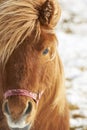Closeup of brown horse on a winther day