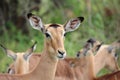 Closeup of the brown impala or rooibok (Aepyceros melampus) in the field on a blurry background Royalty Free Stock Photo