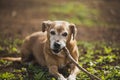 Closeup of a brown jack russell terrier biting stick on green grass