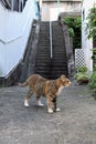 A closeup on brown Japanese cat with a blind eye