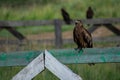 Closeup of a brown kite perched on a wooden fence in the countryside