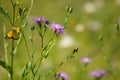 Closeup of brown knapweed flowers with a yellow butterfly and green blurred background Royalty Free Stock Photo