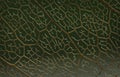 Closeup of brown leaf veins on green background. Abstract brown-veined texture of leaf. Green-brown labyrinth background Royalty Free Stock Photo