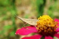 Brown Longheaded Toothpick Grasshopper on a Blooming Zinnia Flower Royalty Free Stock Photo