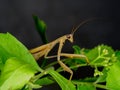 Closeup of brown mantis in natural