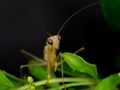 Closeup of brown mantis in natural