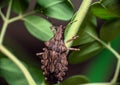 Closeup of a Brown marmorated stink bug, Halyomorpha halys standing on a thin plant Royalty Free Stock Photo