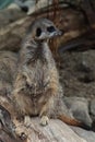 Closeup of a brown meerkat Suricata suricatta sitting on a dead tree branch Royalty Free Stock Photo