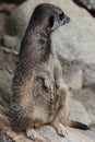 Closeup of a brown meerkat Suricata suricatta sitting on a dead tree branch Royalty Free Stock Photo