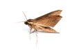 Closeup of the  brown moth Royalty Free Stock Photo