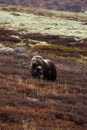 Closeup of a brown Musk Ox grazing in a field of tall with blurry background