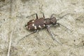 Closeup on the brown Northern Dune tiger beetle, Cicindela hybrida, in the sand