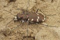 Closeup on the brown Northern Dune tiger beetle, Cicindela hybrida, in the sand