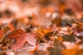 Brown and orange leaves in pile during Autumn. Selective Royalty Free Stock Photo