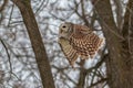 Barred Owl flying in forest Royalty Free Stock Photo
