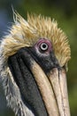 Closeup of a Brown Pelican Royalty Free Stock Photo