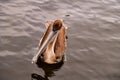 Closeup of the brown pelican floating on the water's surface. Pelecanus occidentalis urinator. Royalty Free Stock Photo