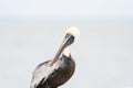 Closeup of Brown Pelican Royalty Free Stock Photo