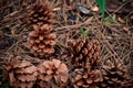 Closeup of brown pine cones lying in dry pine needles.